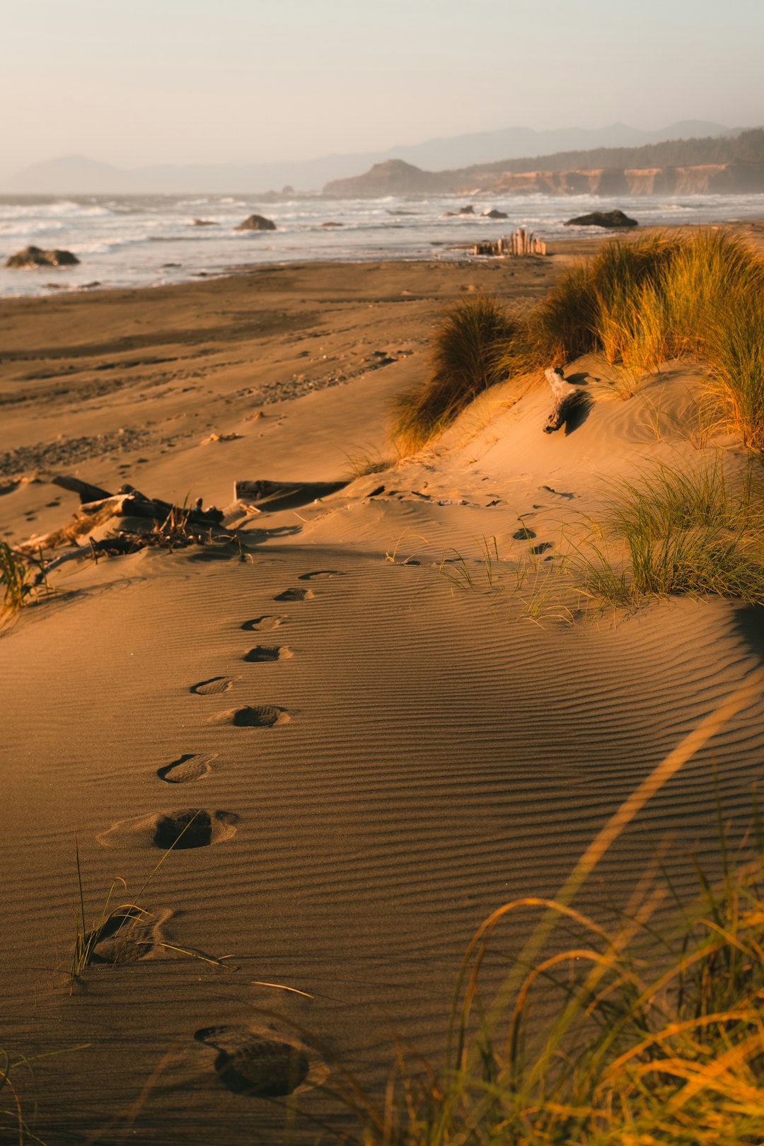 brown grass on brown sand