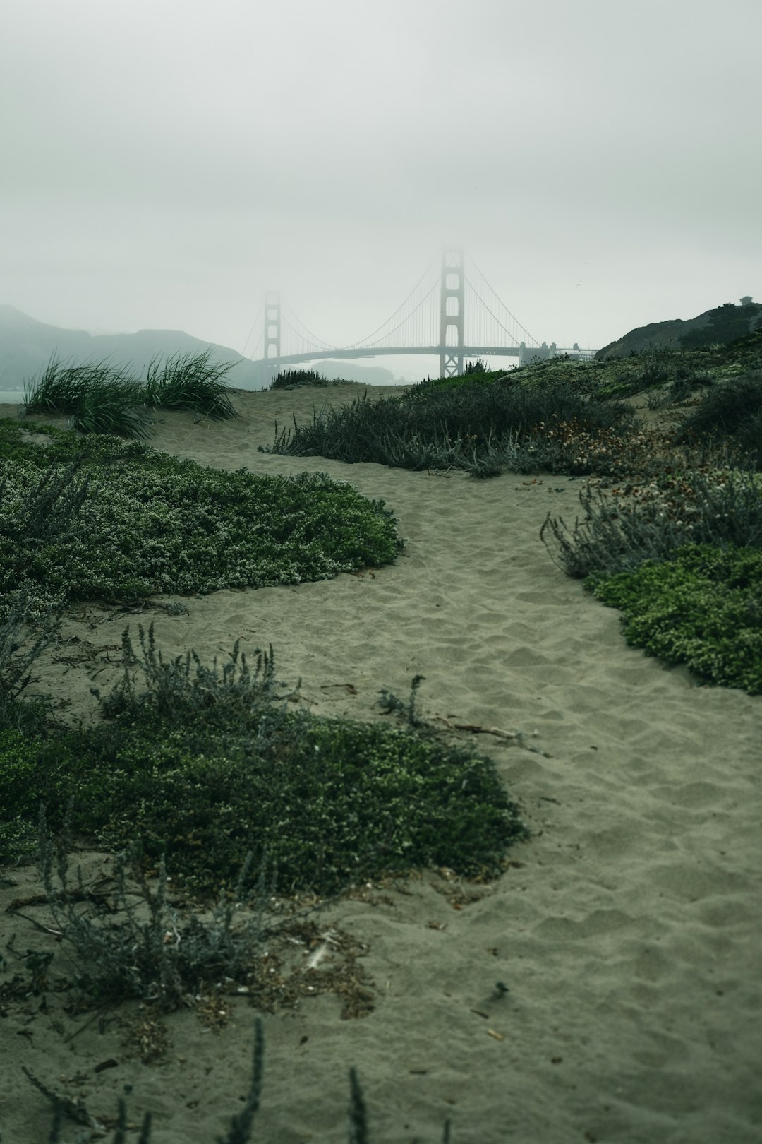 green trees on white sand during daytime