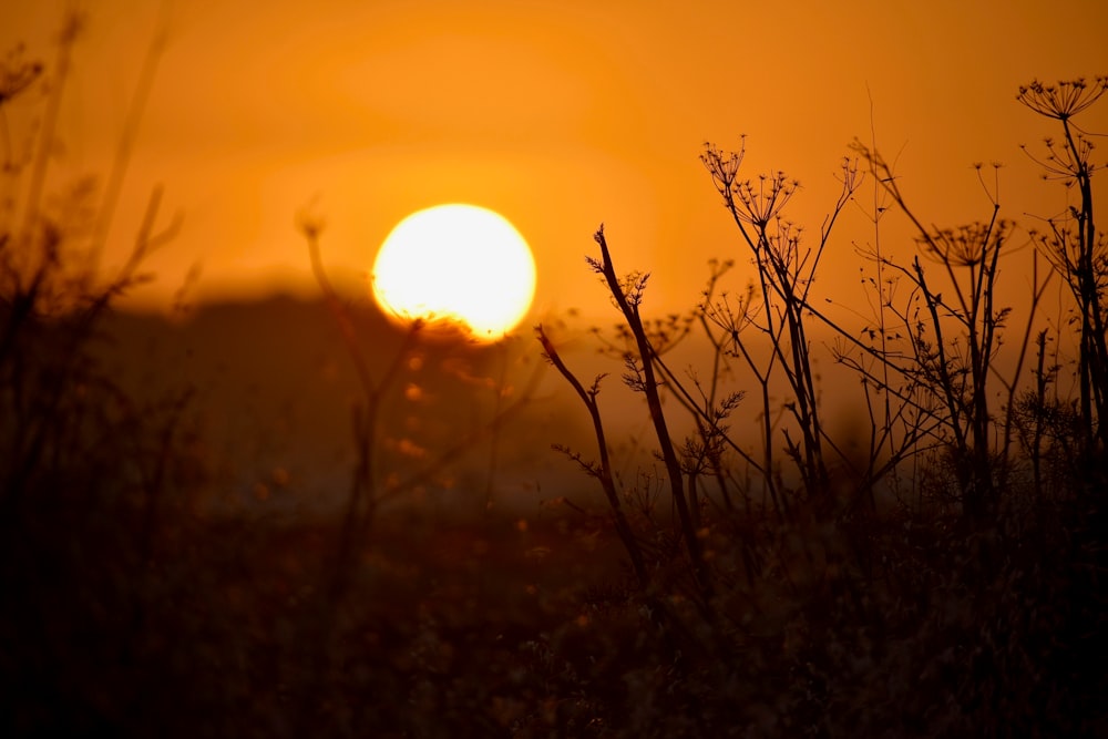 silhouette of grass during sunset