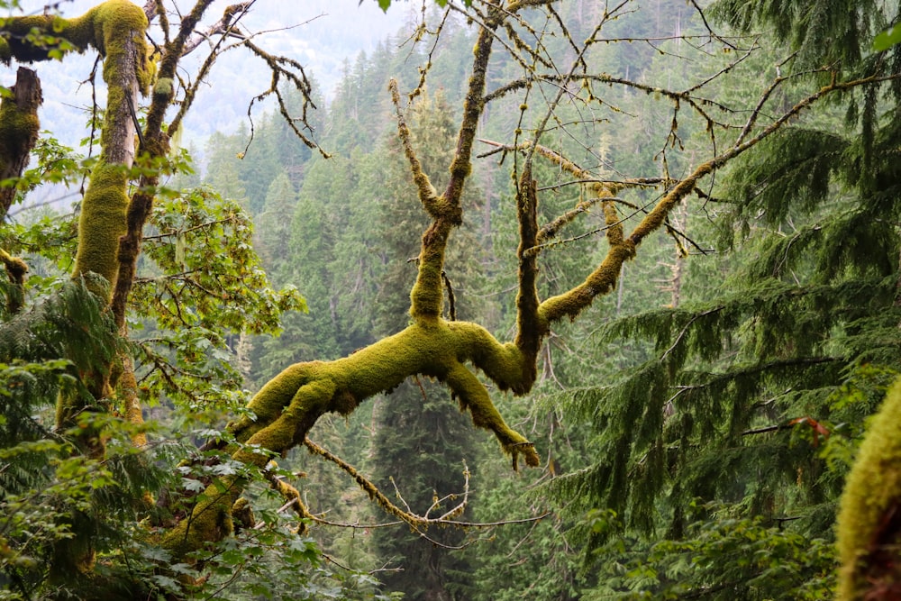 brown tree branch with green leaves