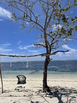 A serene beach scene featuring a tree with sparse foliage in the foreground. A makeshift sign attached to the tree reads 'happiness comes in waves.' An empty wicker chair is positioned on the sandy shore, overlooking the clear blue ocean under a bright sky with few clouds. Debris and shadows are scattered on the beach.