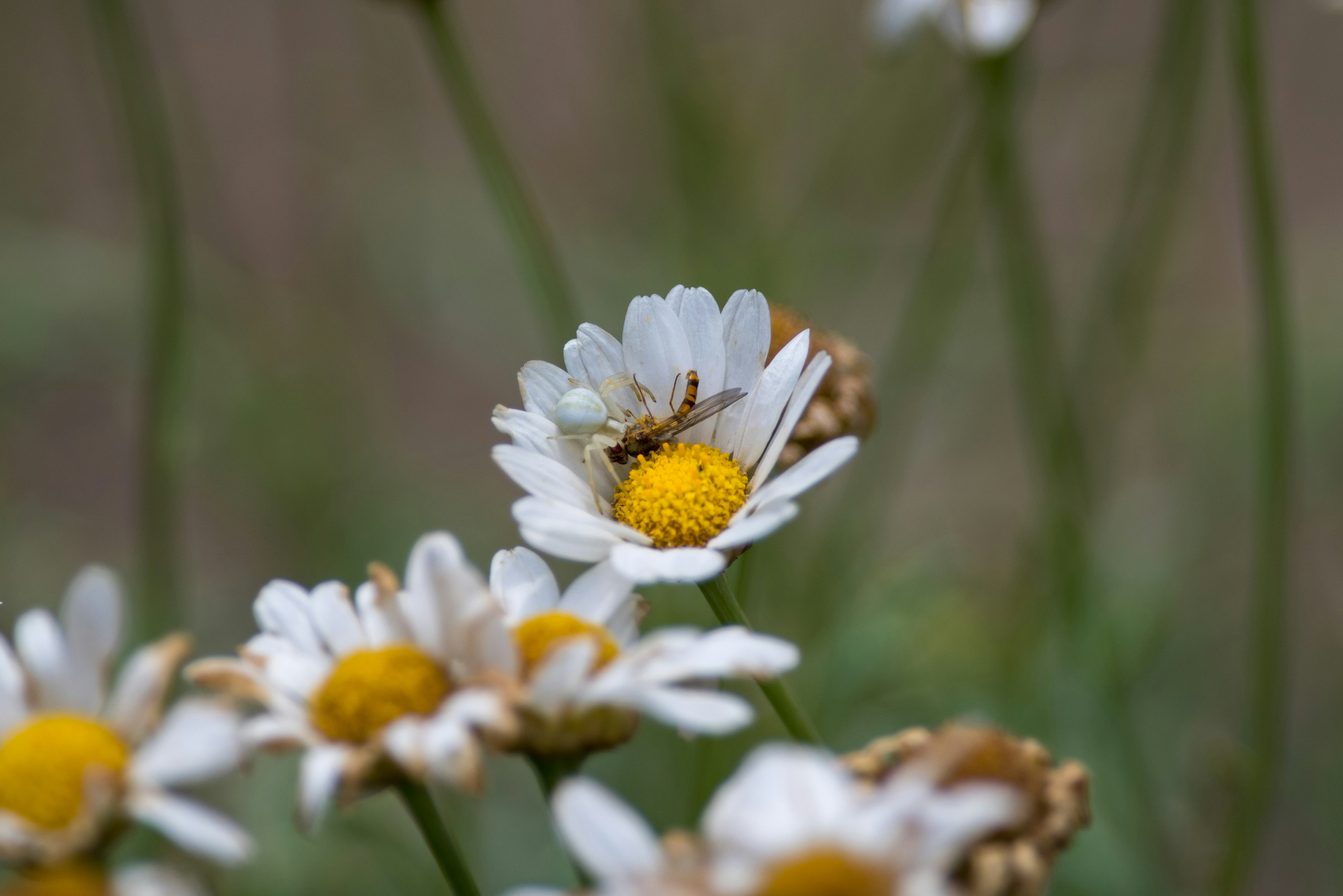 Photo by reallsm