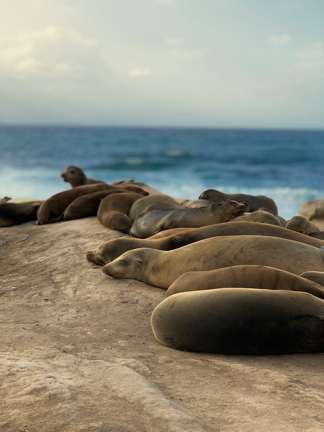 group of sea lions on beach during daytime