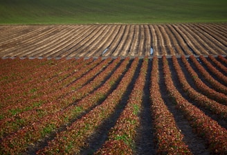 brown and green grass field by Mahender Properties