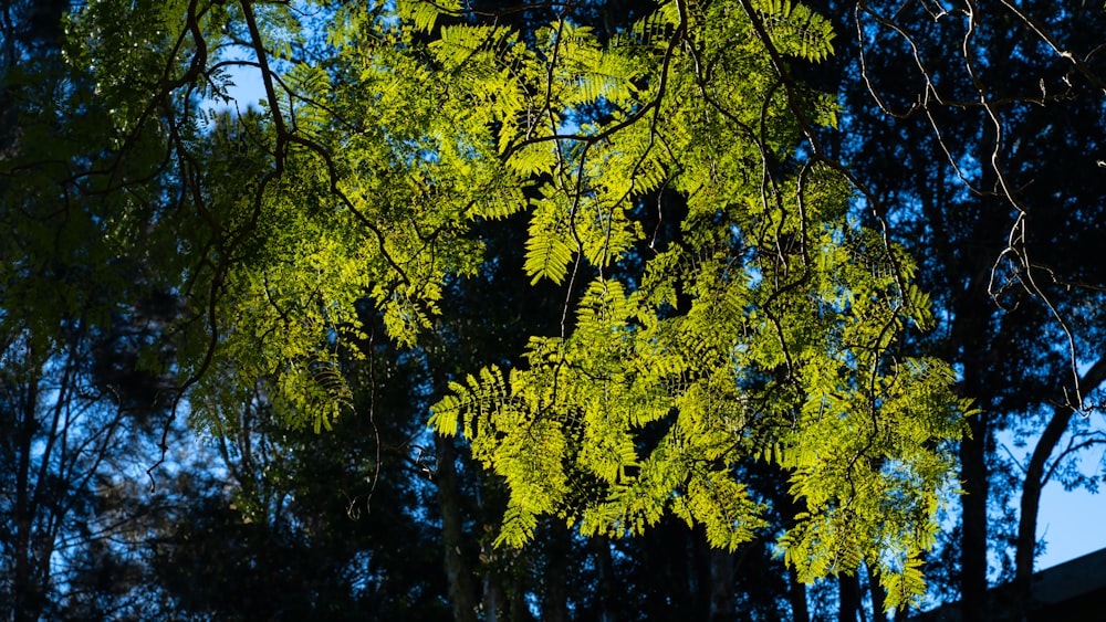 노란색과 녹색 잎 나무
