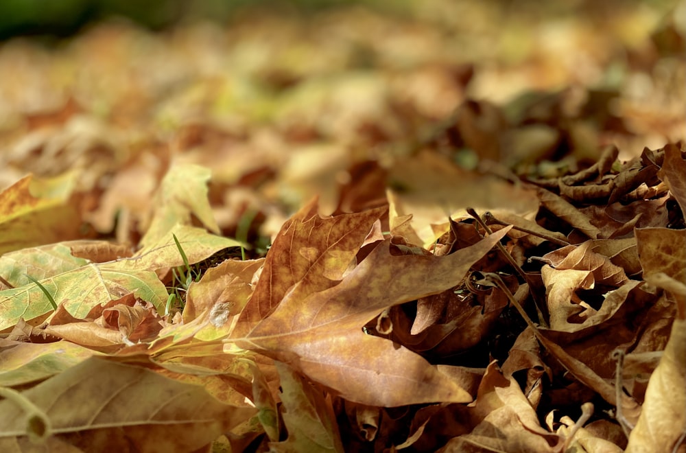 brown dried leaves on ground