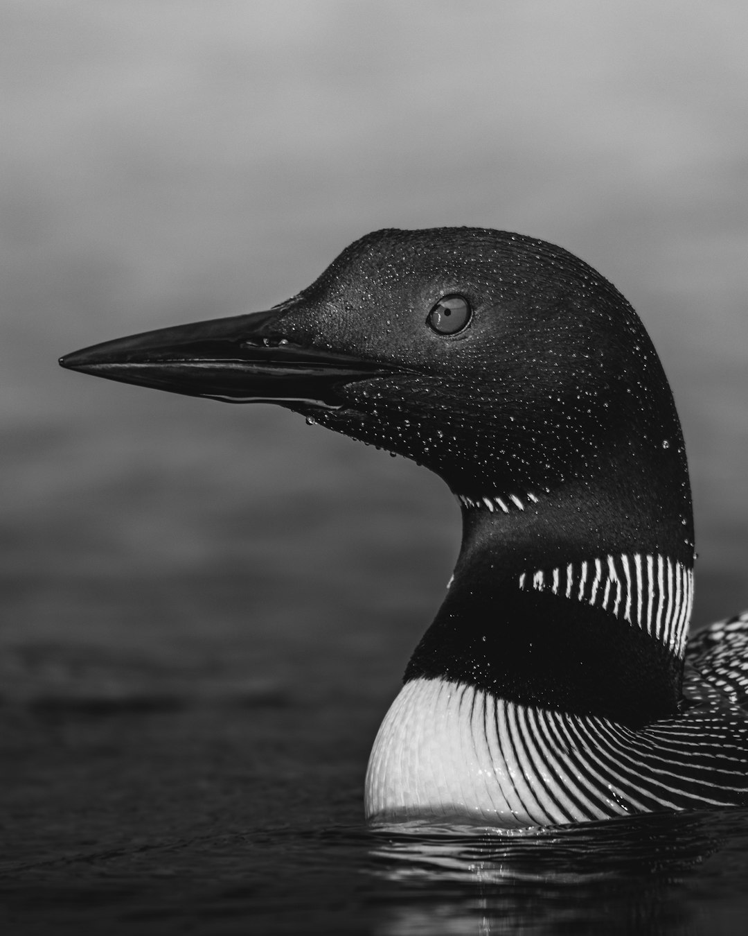 black and white duck on water