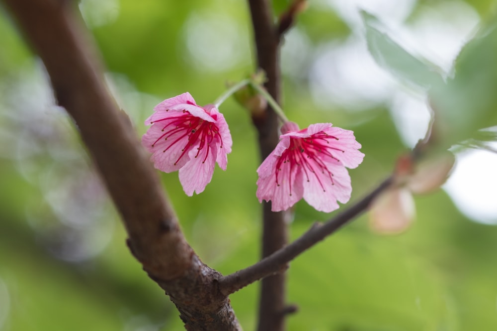 pink flower on brown tree branch