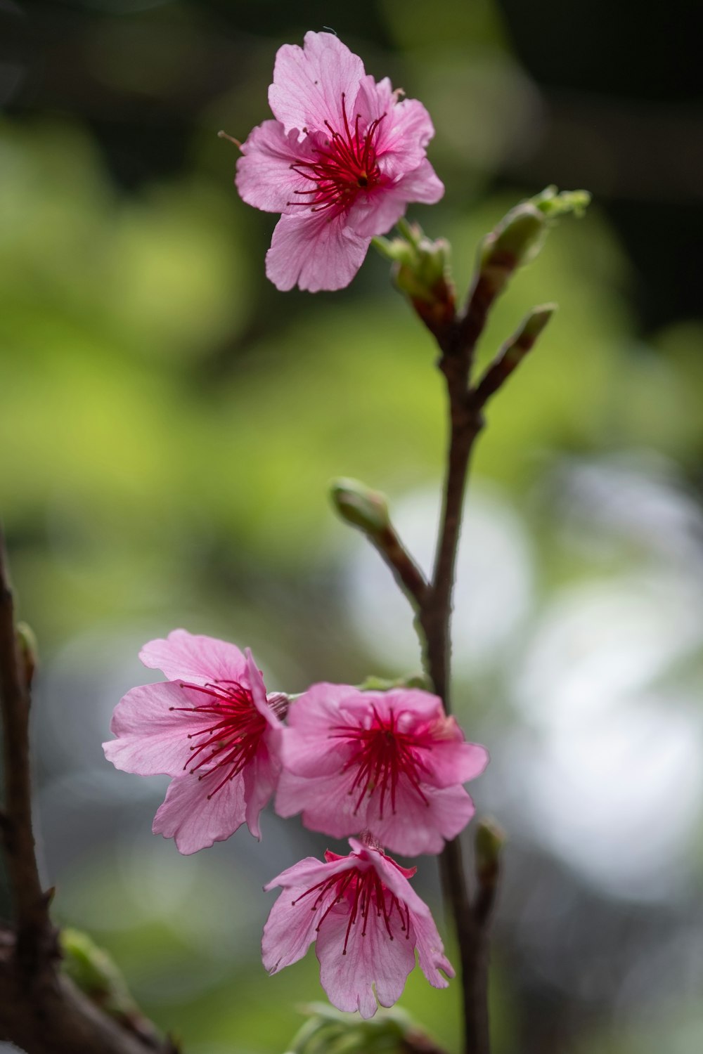 fiore rosa in lente tilt shift