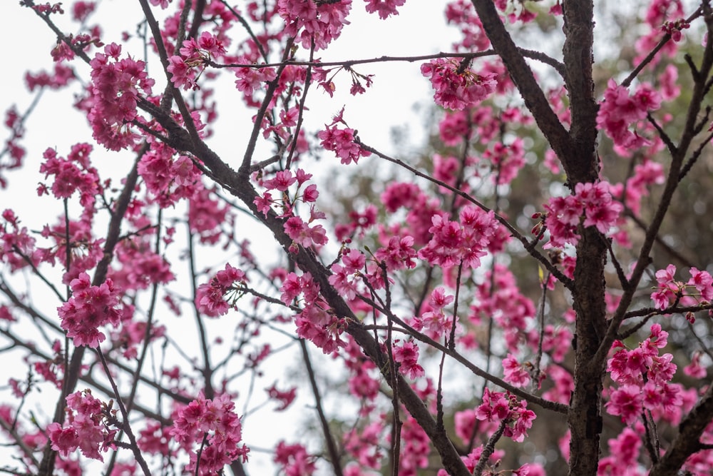 pink cherry blossom tree during daytime