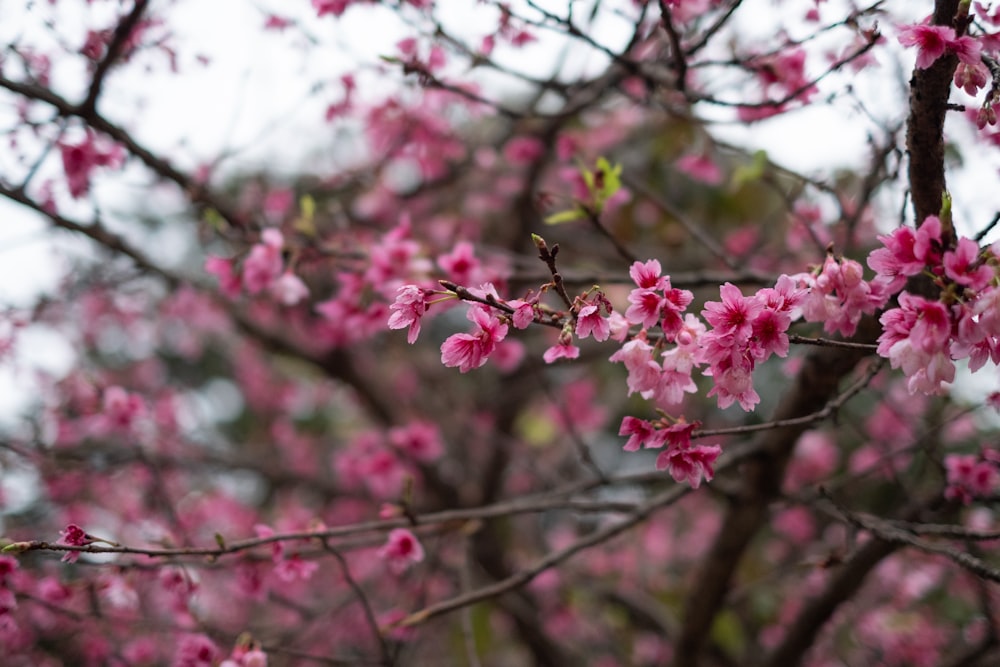 pink cherry blossom in close up photography