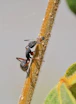 black ant on white surface