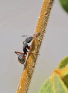 formiga 