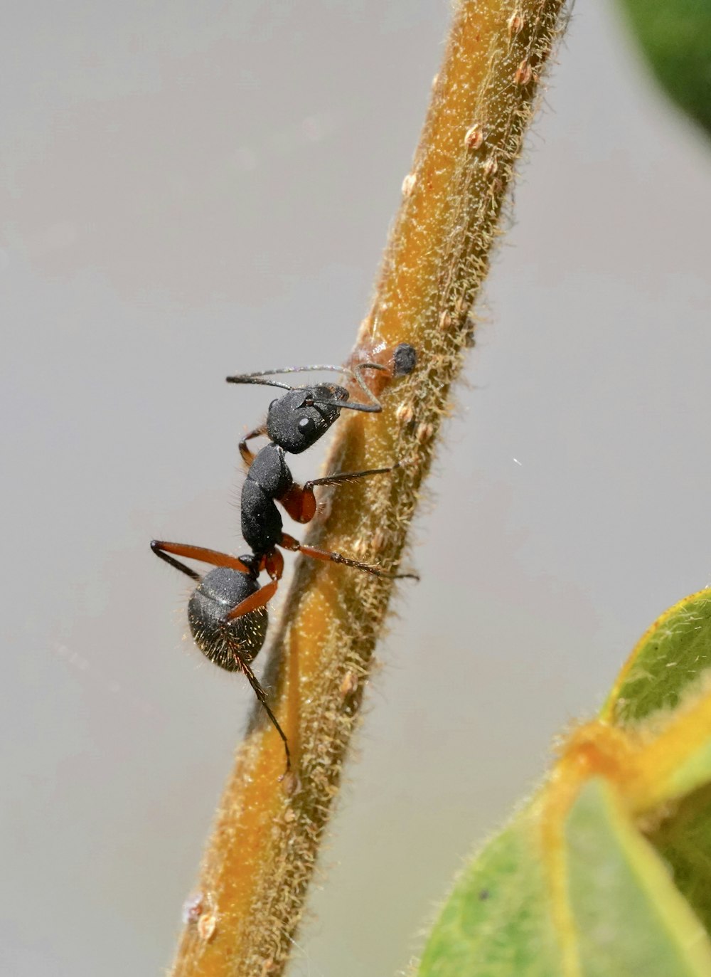 schwarze Ameise auf weißer Oberfläche