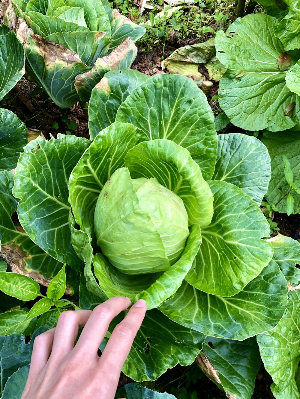 person holding green leaf plant