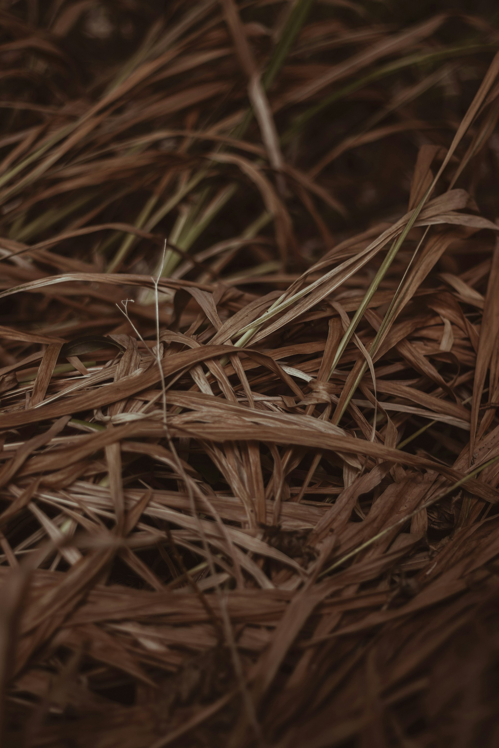 water dew on brown grass