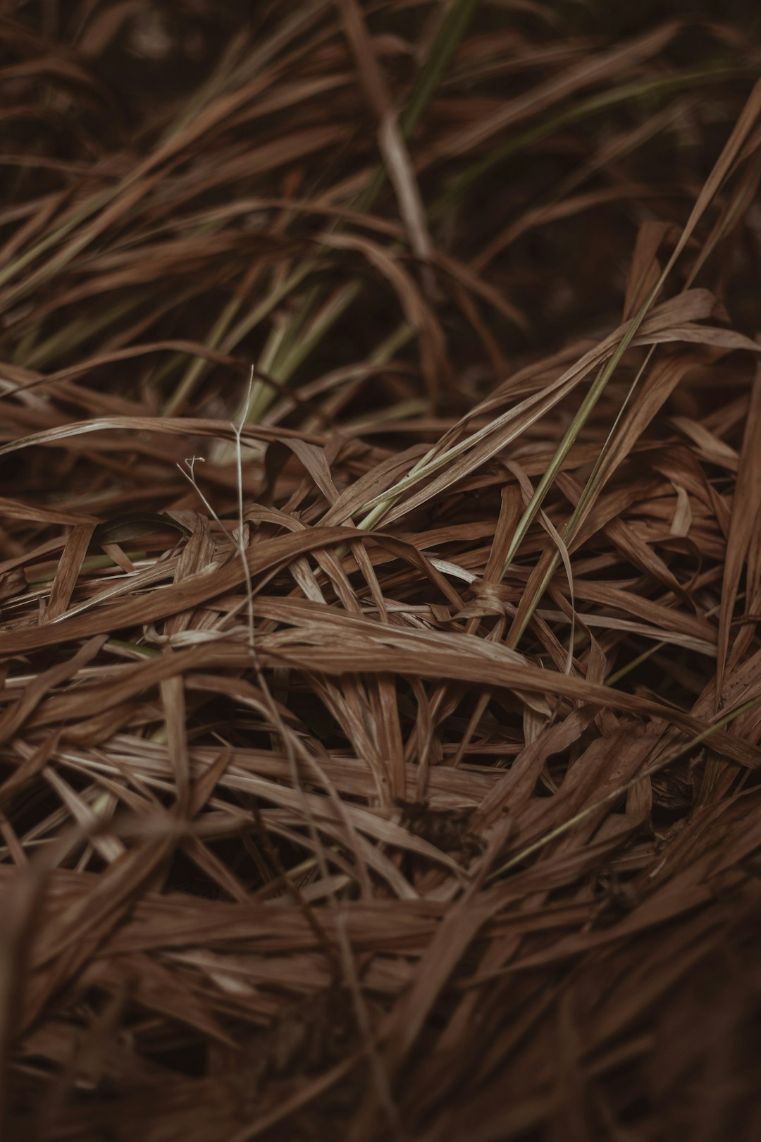 water dew on brown grass