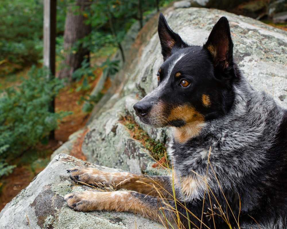 black and white short coated dog lying on gray rock during daytime