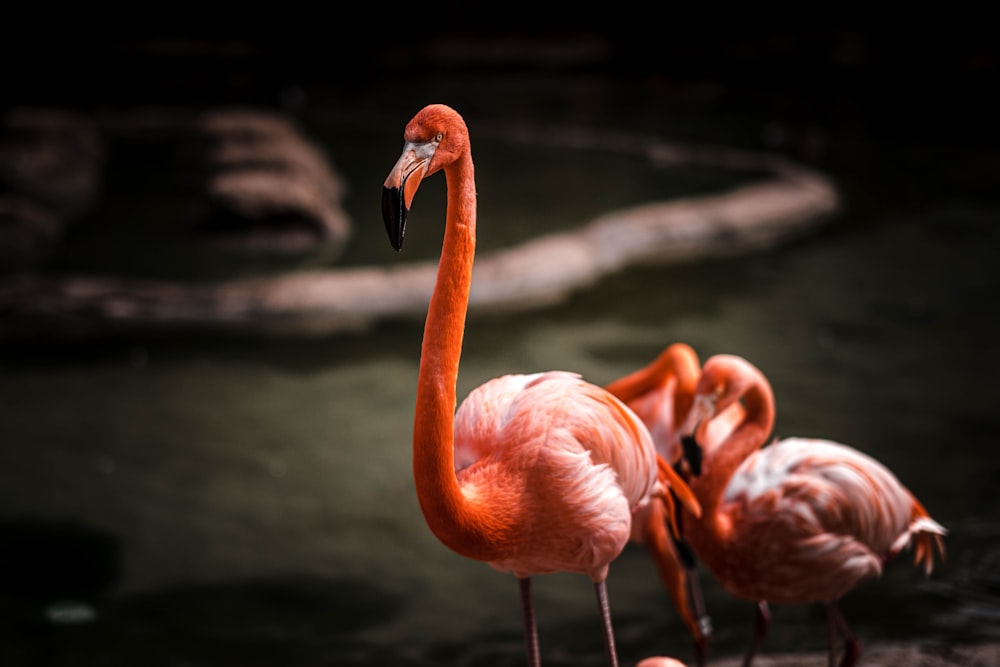 pink flamingos on water during daytime