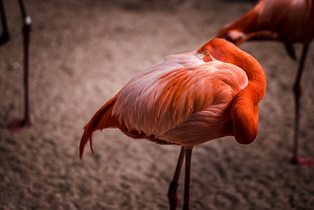 pink flamingo on gray sand during daytime