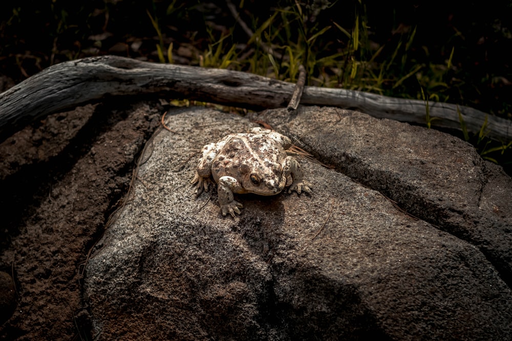 brown and white frog on brown rock