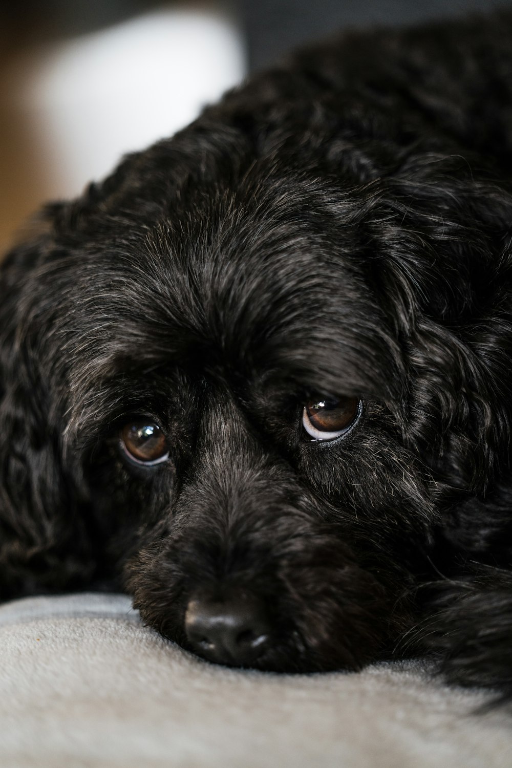 black long coat small dog