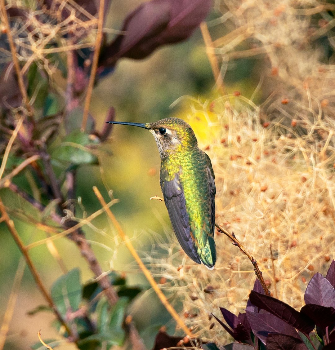 green and black bird on brown plant during daytime