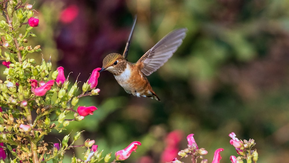 brown humming bird flying near pink flowers