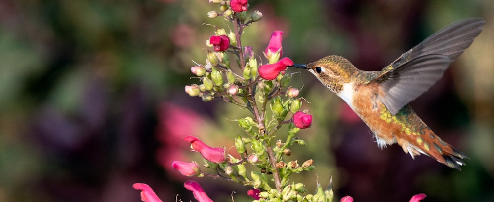 brown and white bird on pink flower