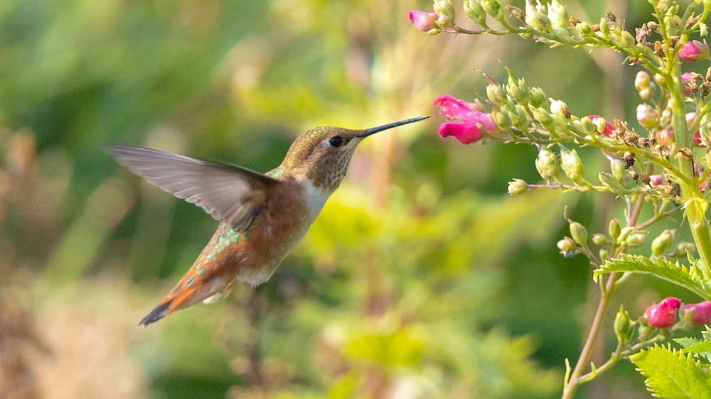 brown and white humming bird flying during daytime