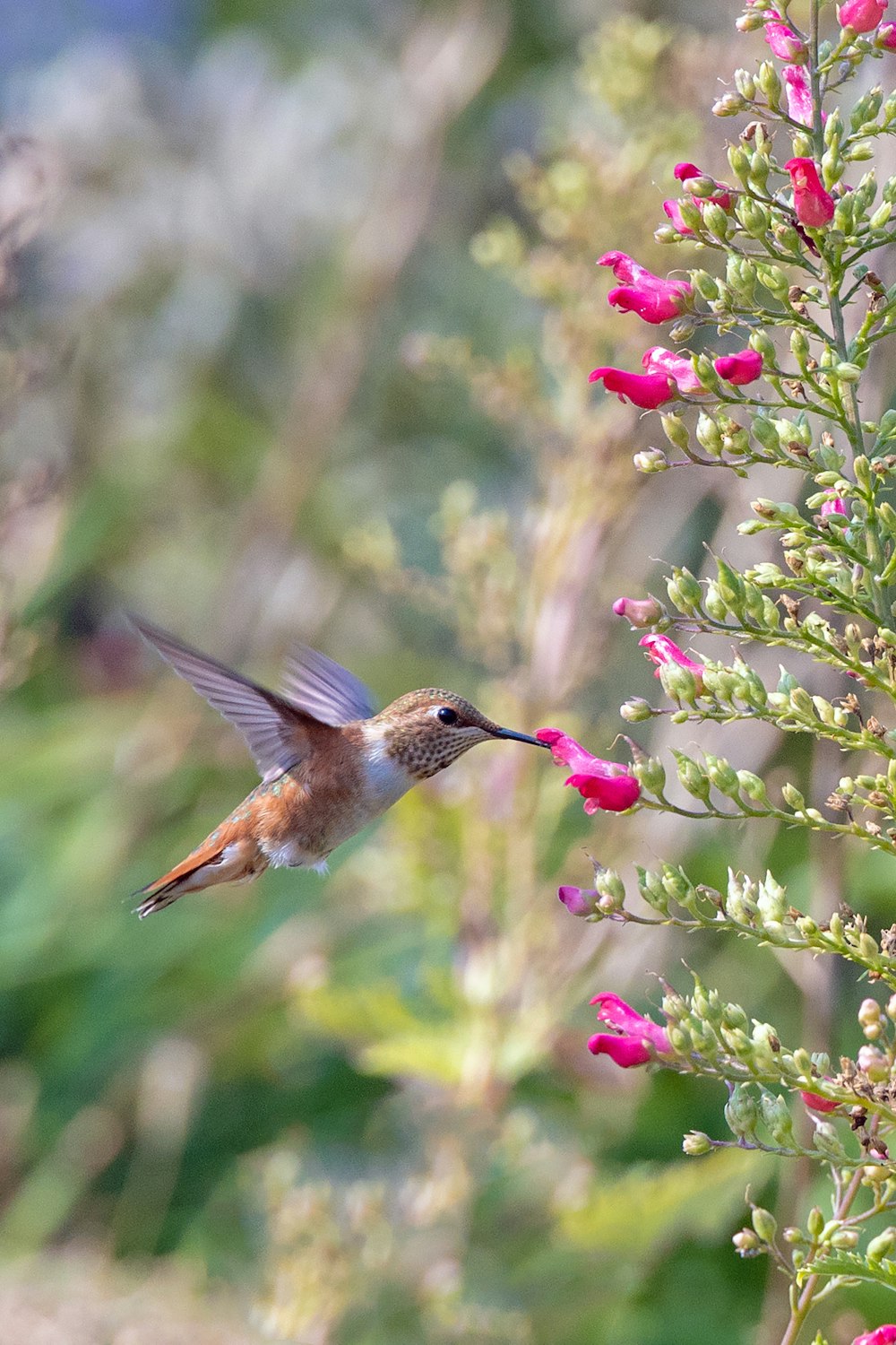 beija-flor marrom voando perto de flores cor-de-rosa durante o dia