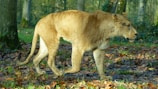 A lioness is walking through a forest area covered in fallen leaves. The surrounding trees and greenery provide a natural habitat backdrop.