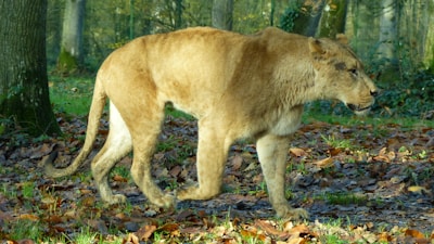 A lioness is walking through a forest area covered in fallen leaves. The surrounding trees and greenery provide a natural habitat backdrop.