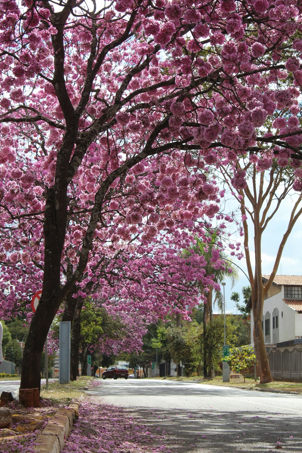 pink cherry blossom tree near white concrete building during daytime