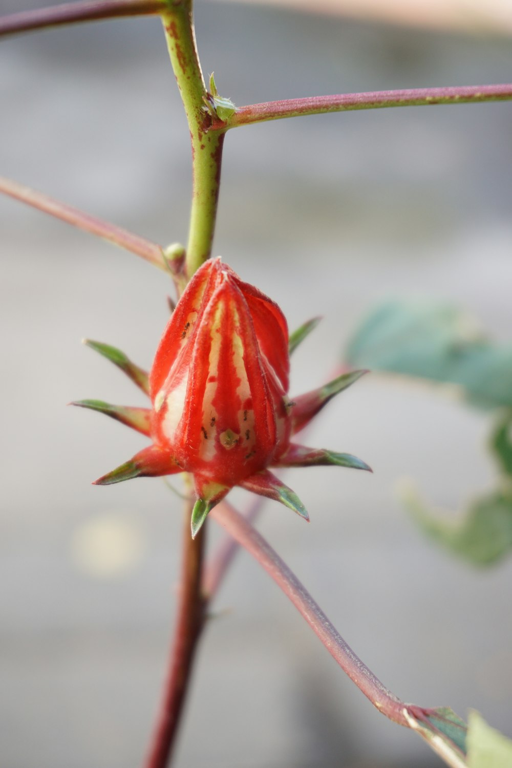 red flower in tilt shift lens