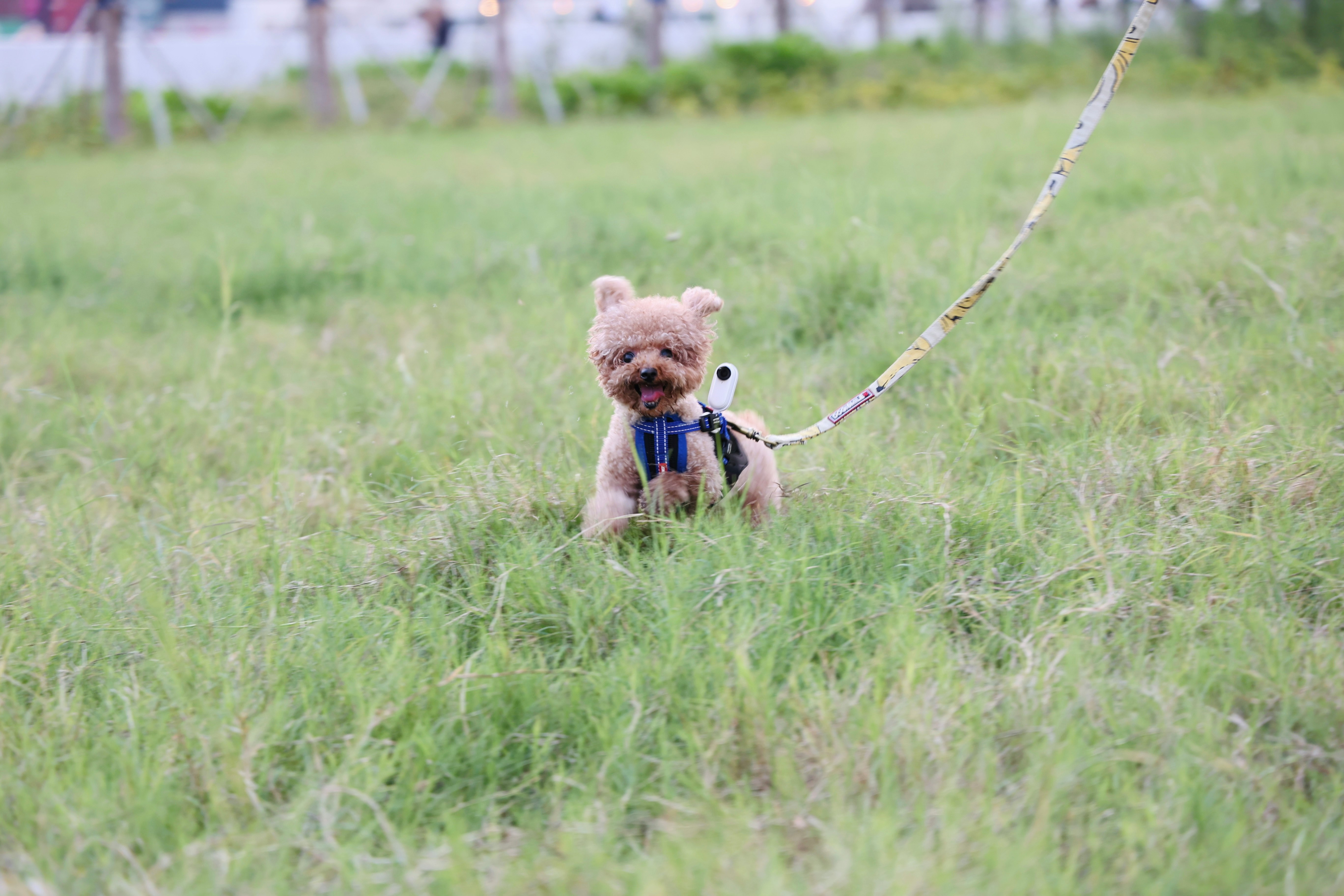 brown puppy on green grass during daytime