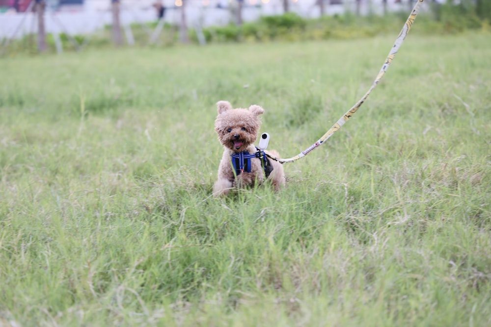 brown puppy on green grass during daytime