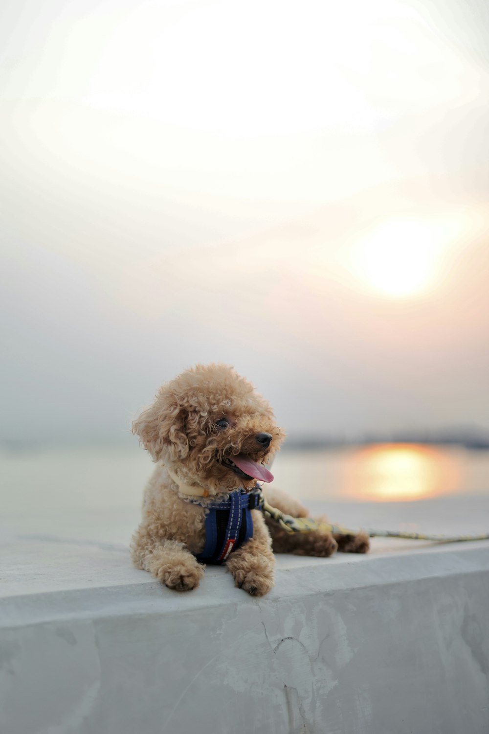 brown poodle puppy on snow covered ground