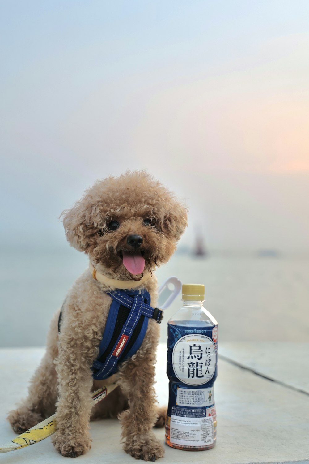 brown poodle puppy with blue and white plastic bottle on head