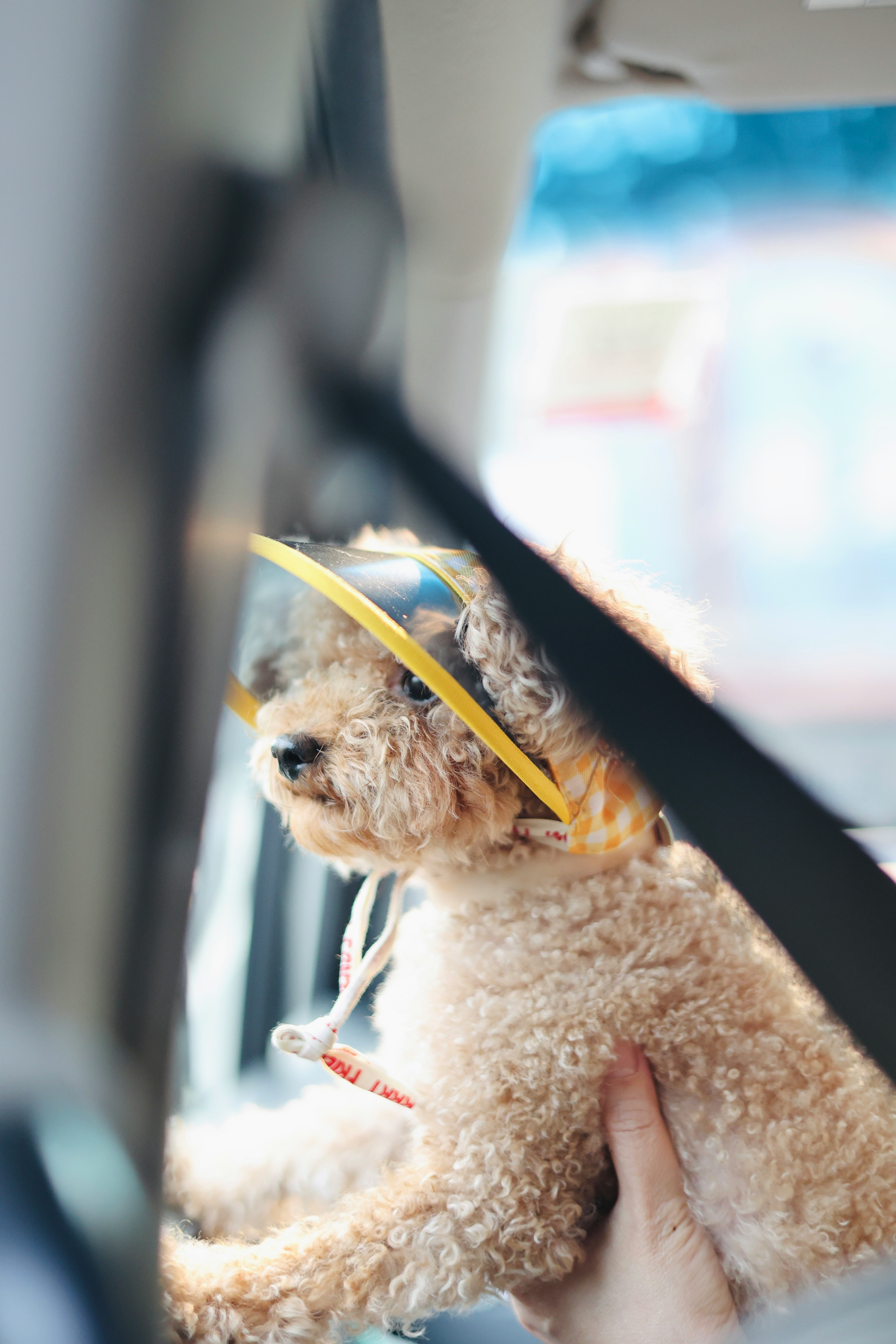 white poodle puppy on car seat
