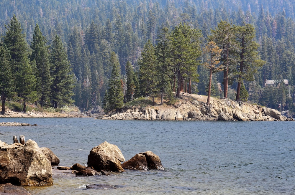 green trees near body of water during daytime