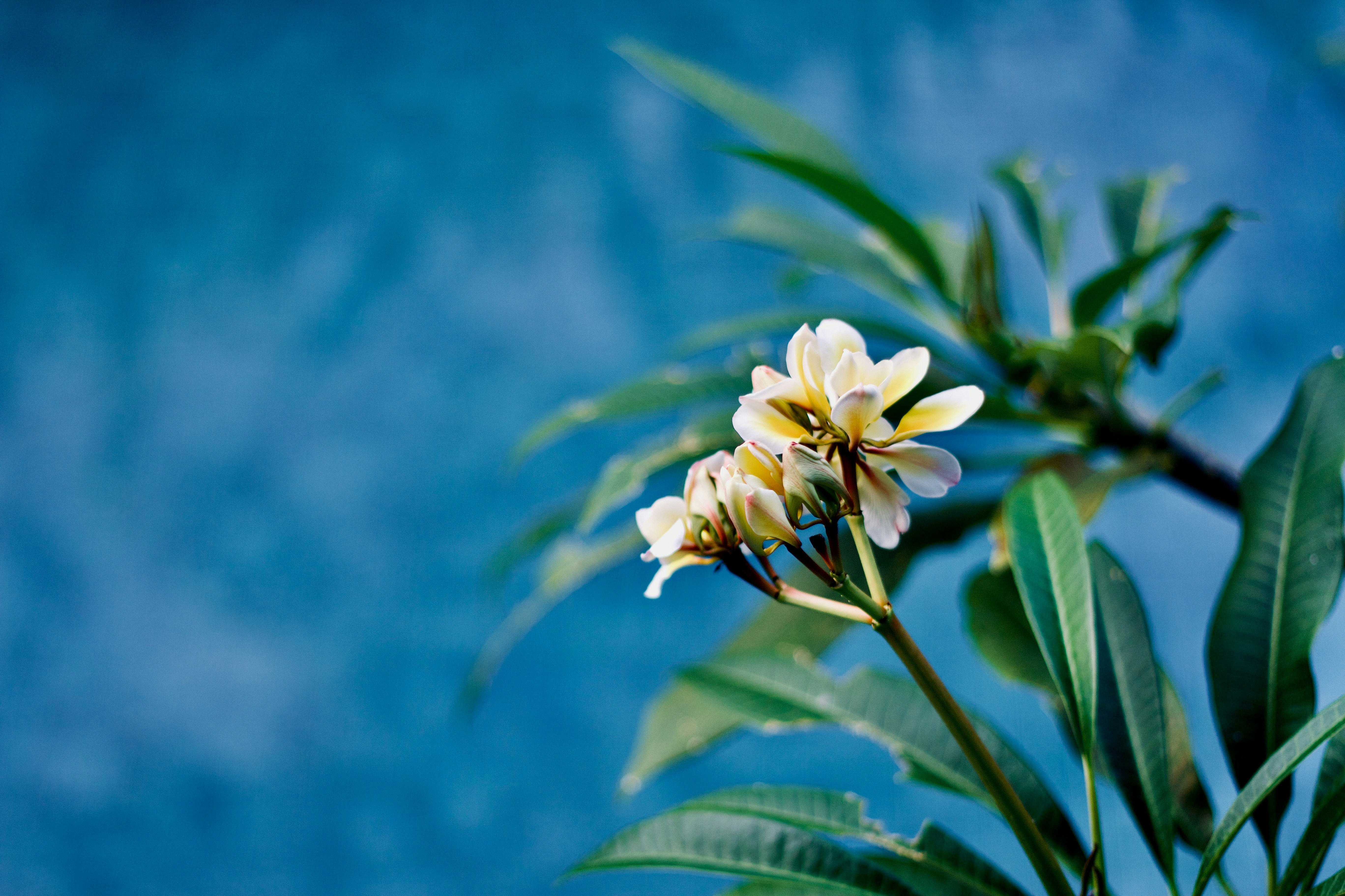 white flower with green leaves