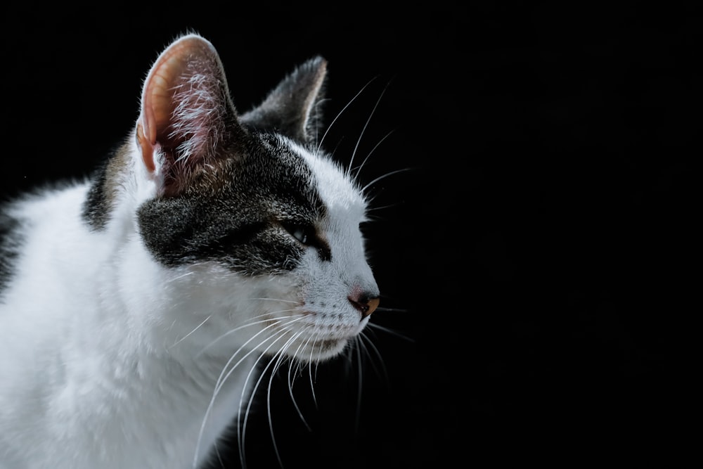 white and black cat with black background