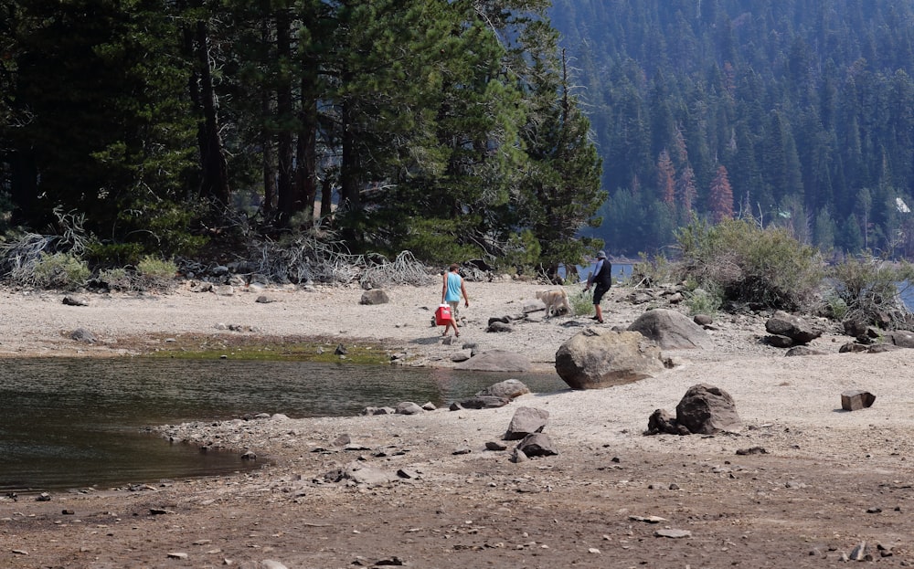 people walking on dirt road near trees during daytime