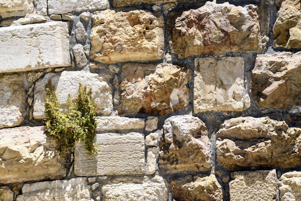 Planta verde en pared de roca marrón y gris