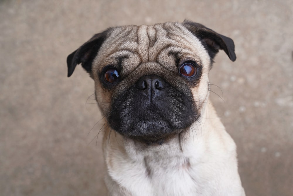 fawn pug on brown floor