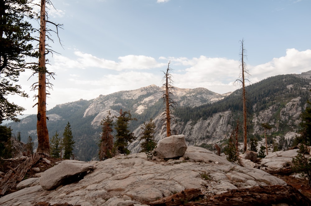 brown bare trees on brown rocky mountain during daytime