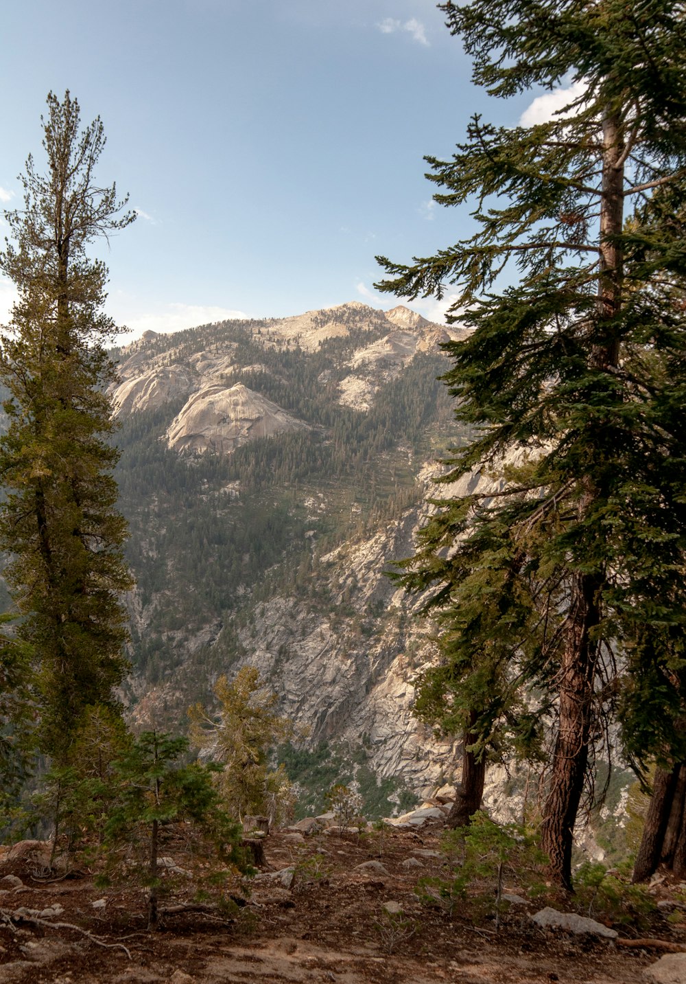 green pine trees near brown mountain under blue sky during daytime