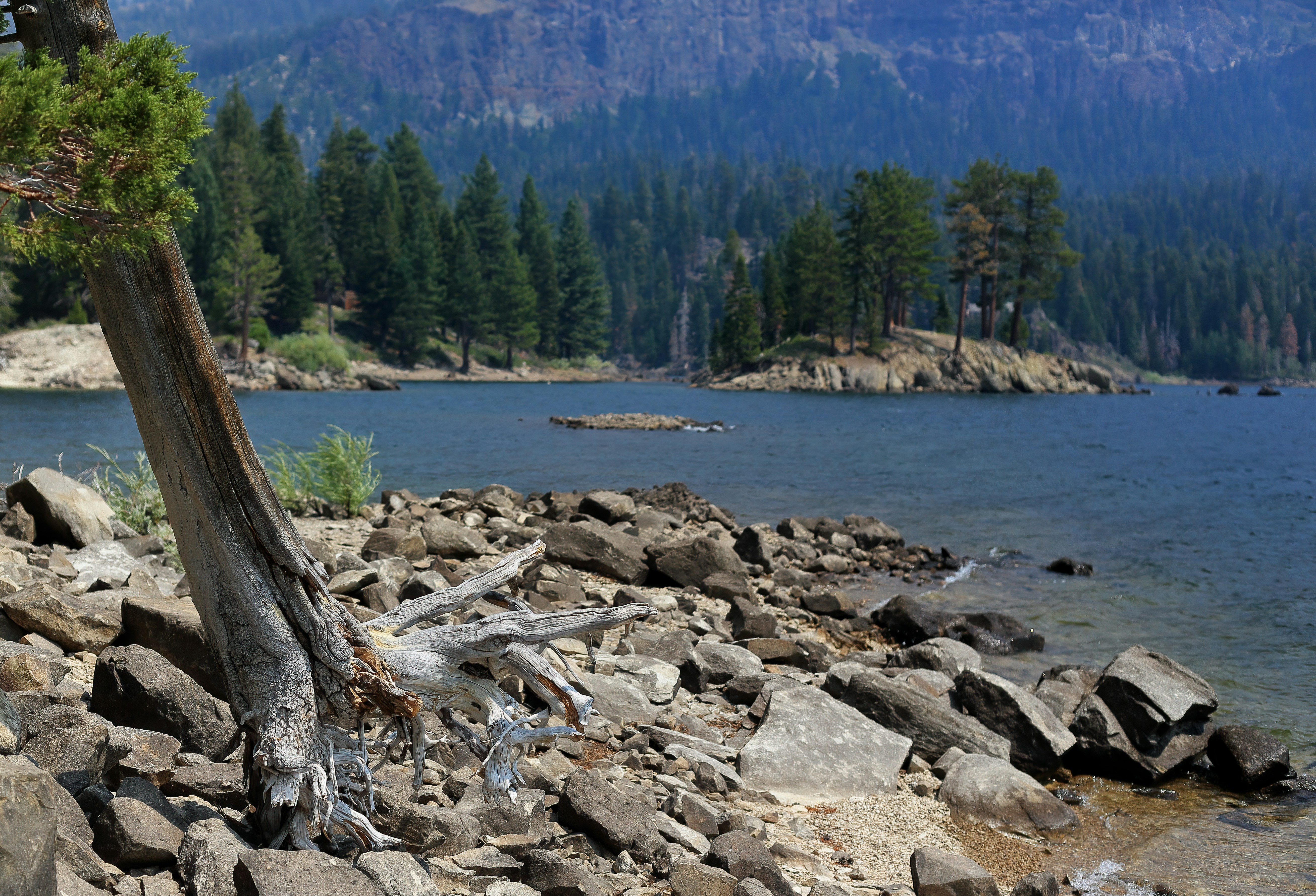 Photo by bullterriere