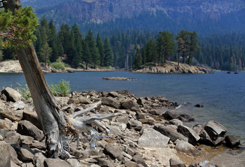 brown tree trunk near body of water during daytime